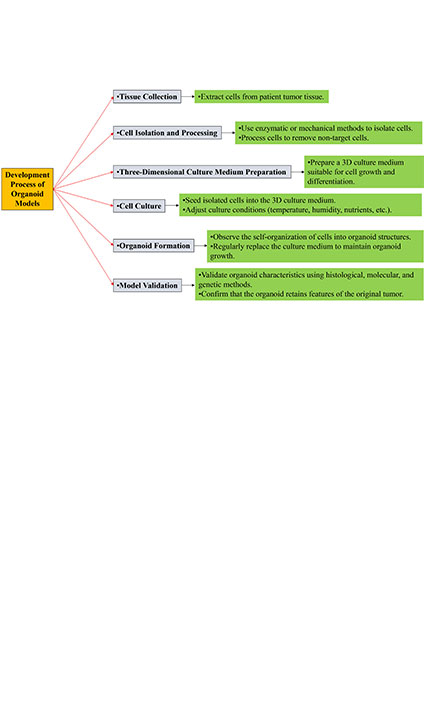 Development and advanced applications of hepatobiliary tumor organoid models in drug response prediction