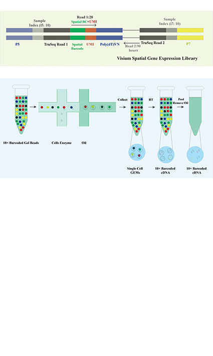 Research on single-cell transcriptomics in hepatocellular carcinoma