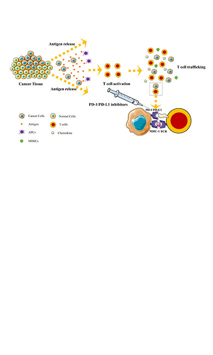 Review of immunotherapy in non-small cell lung cancer: mechanisms, clinical applications, and future prospects