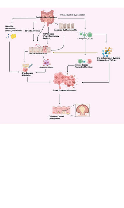 Mechanisms of gut microbiota dysbiosis and colorectal cancer risk: analysis and prospective interventions