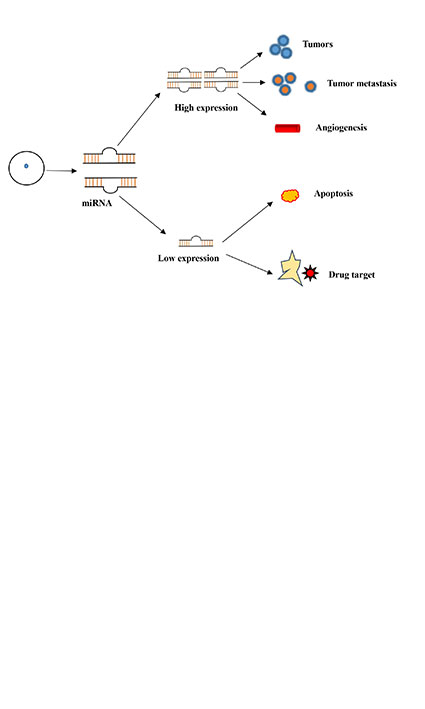 The role of miRNAs as biomarkers in cancer