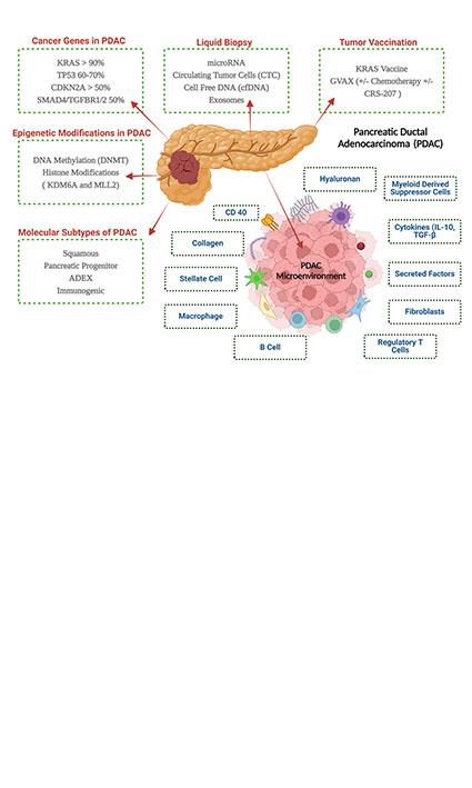 Molecular mechanism of tumor microenvironment and recent approaches for the immunotherapy of pancreatic cancer