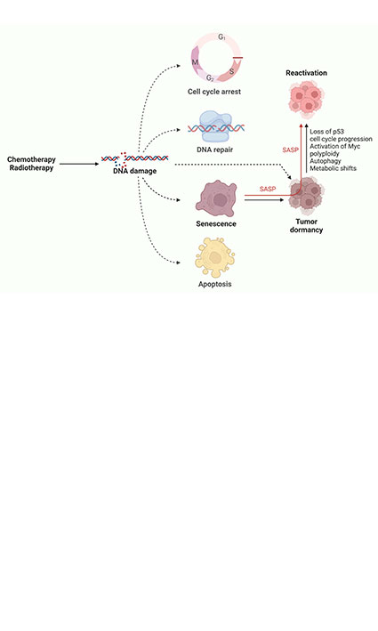 Cellular senescence and tumor dormancy at the crossroads of therapy resistance, metastasis and cancer stemness