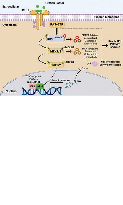 QSAR-driven optimization of small-molecule inhibitors against BRAF-mutant melanoma